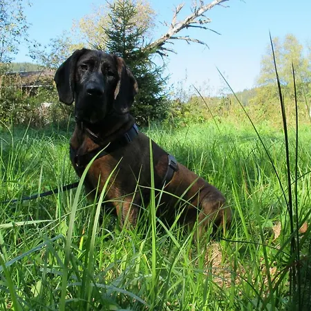 Haus An Der Sonne Titisee-Neustadt